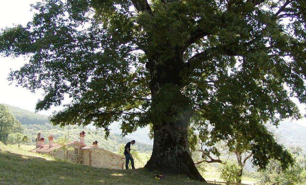 Censimento degli alberi monumentali