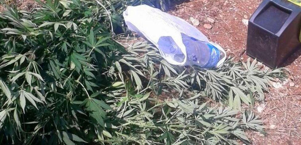 Piantagione di marijuana, arrestata una coppia 