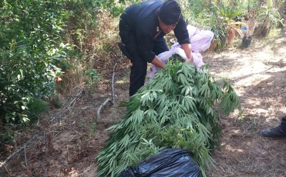 Supermercato della droga gestito da una famiglia 