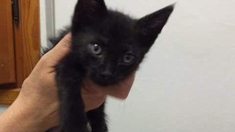 "Cat-orcena del benessere" per aiutare i gatti abbandonati