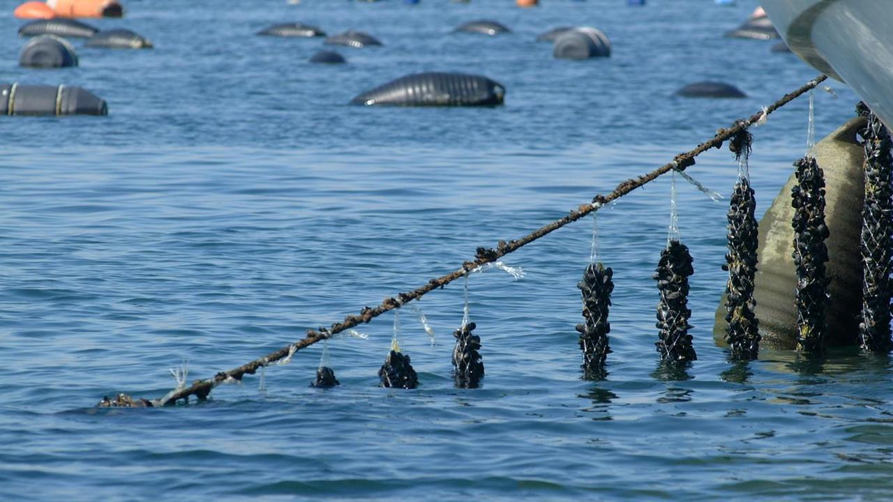 Un filare di cozze