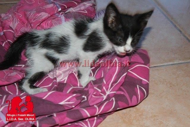 Tizianella, la gattina gettata in strada da un'auto in corsa