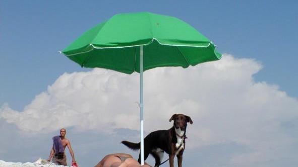 Un cane tenuto correttamente al gunzaglio in spiaggia