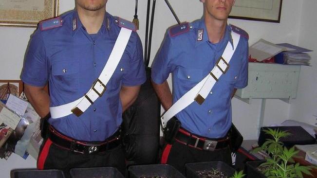 Cannabis in casa due denunciati