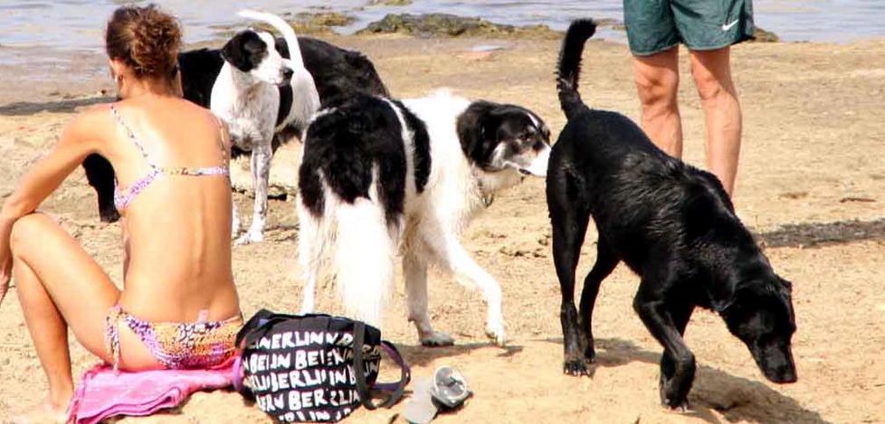 Trappole mortali per i cani, altre denunce