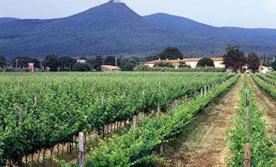 Una nuova cantina per lo Scalabrone 