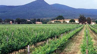 Una nuova cantina per lo Scalabrone