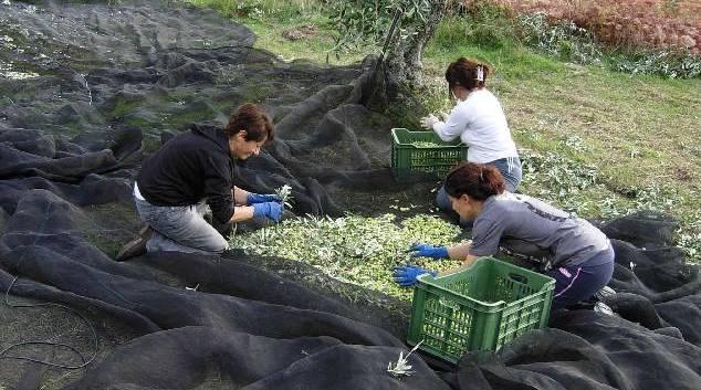 Oliena città dell’olio, l’assessore Carta entra nel direttivo