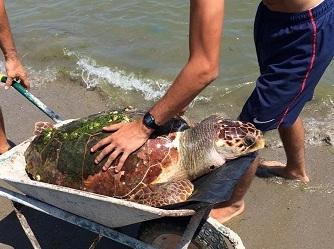 Tartaruga spiaggiata: è viva 