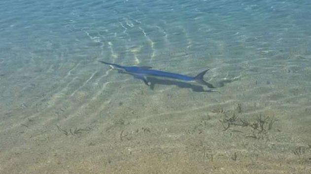 Il pesce spada nelle acque di Funtanazza (foto di Sabri Mastino per SardegnaLive)