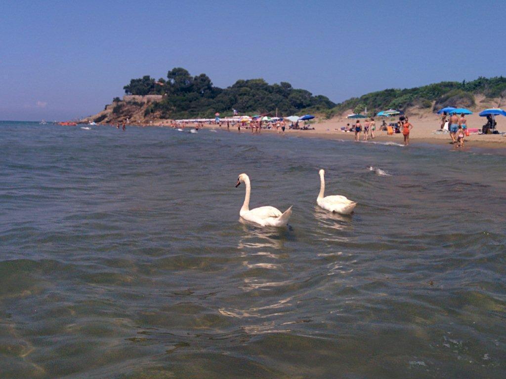I due cigni