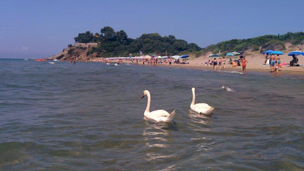 I due cigni