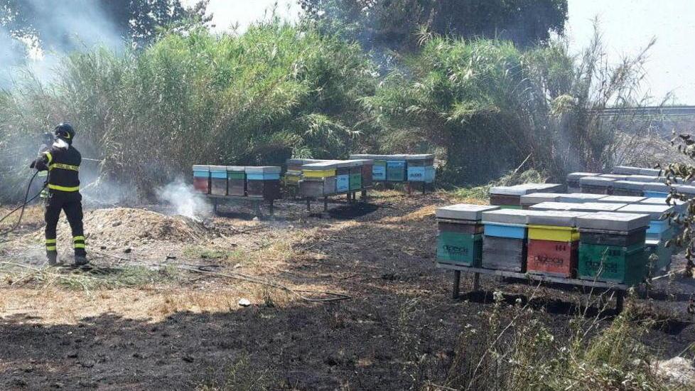 I pompieri salvano dal rogo quasi tre milioni di api