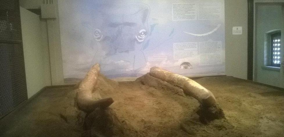 Uomini ed elefanti Ecco la Maremma della preistoria 