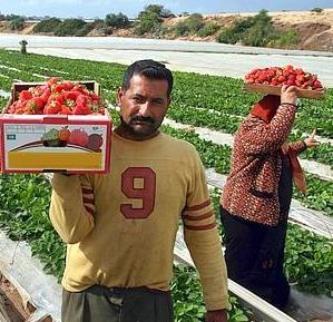 Monito di Coldiretti «Cibo made in Italy grazie a immigrati»