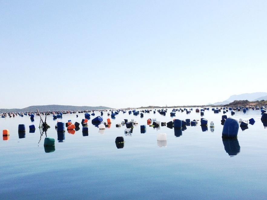 Cozze, verso lo stato di calamità naturale 