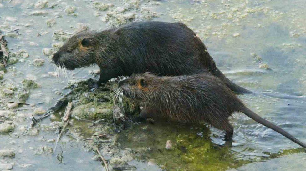 «Ci sono 100 mila nutrie, argini a rischio» 