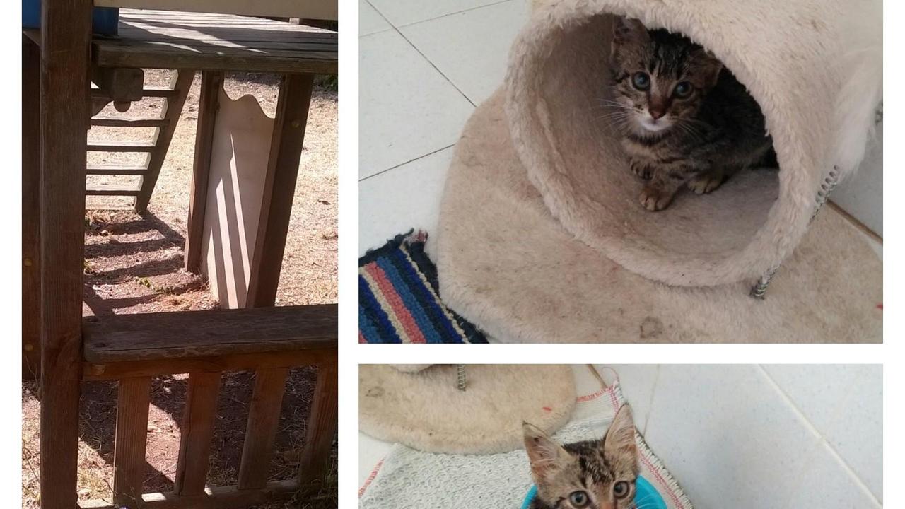 I gattini salvati a Rio nell'Elba e il gioco per bambini teatro della violenza