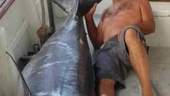 Catturato un pesce spada di oltre 160 chili