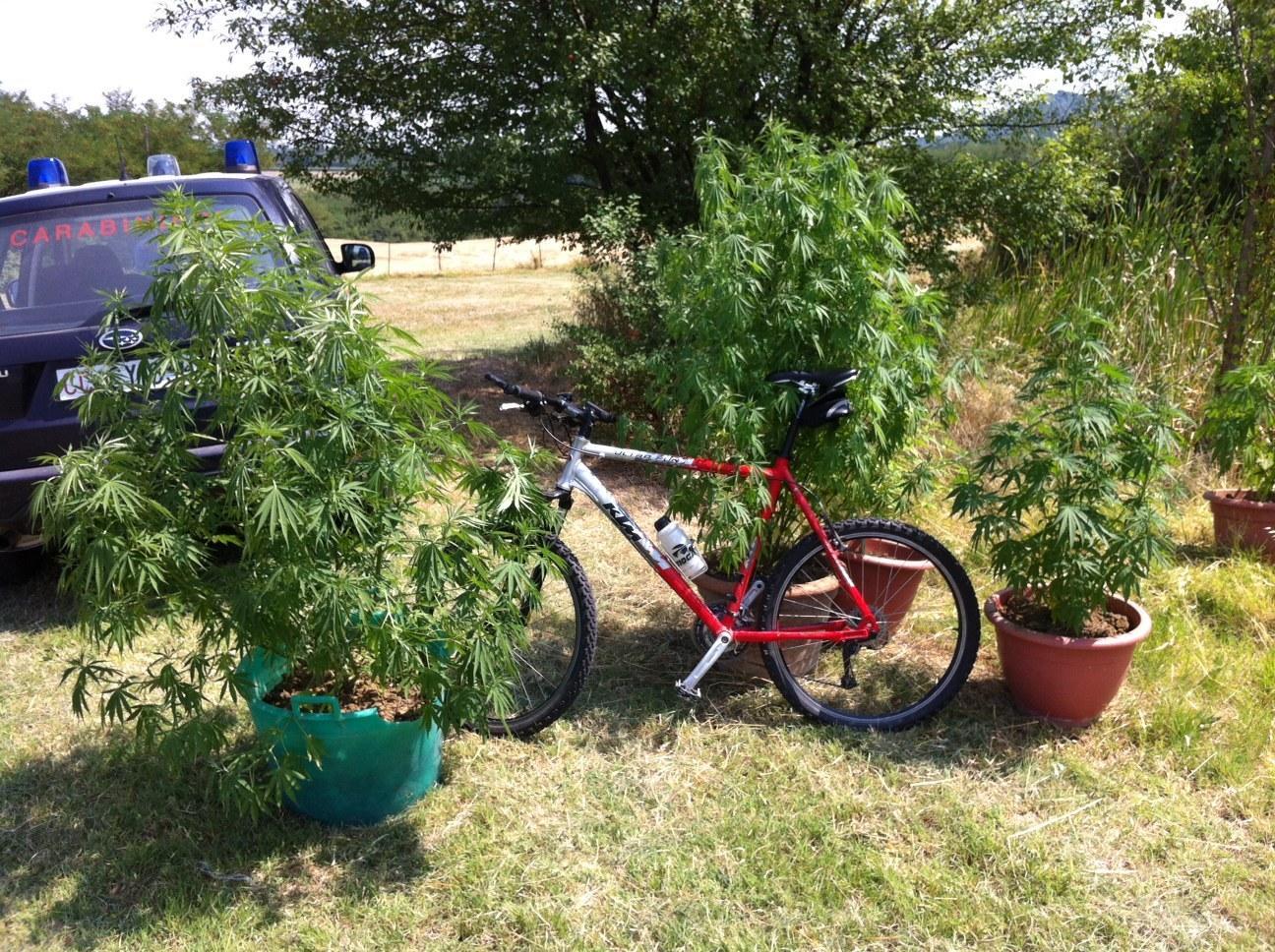 Coltiva marijuana in casa, denunciato un 31enne