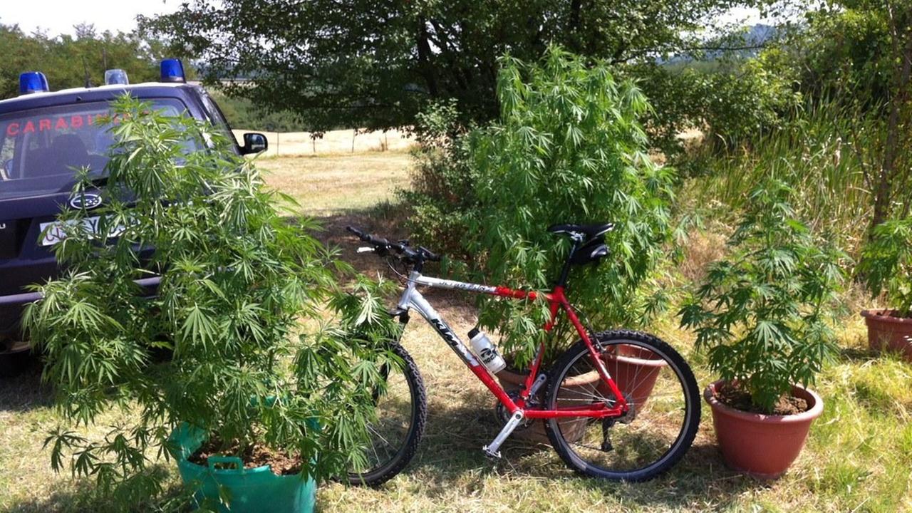 Coltiva marijuana in casa, denunciato un 31enne