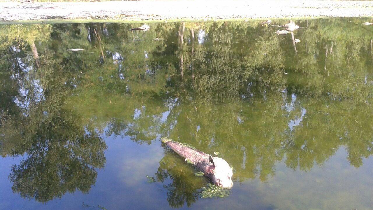 Caldo, morìa di pesci a San Donnino lungo il Panaro