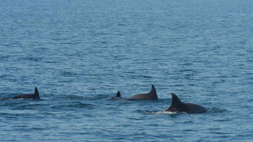 Un gruppo di delfini