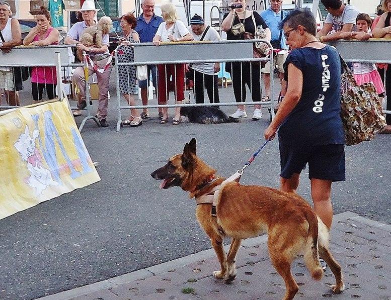 “Sfilata sotto le stelle” con i cani protagonisti