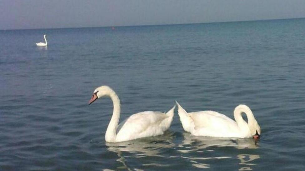 Tre splendidi cigni nuotano in mare