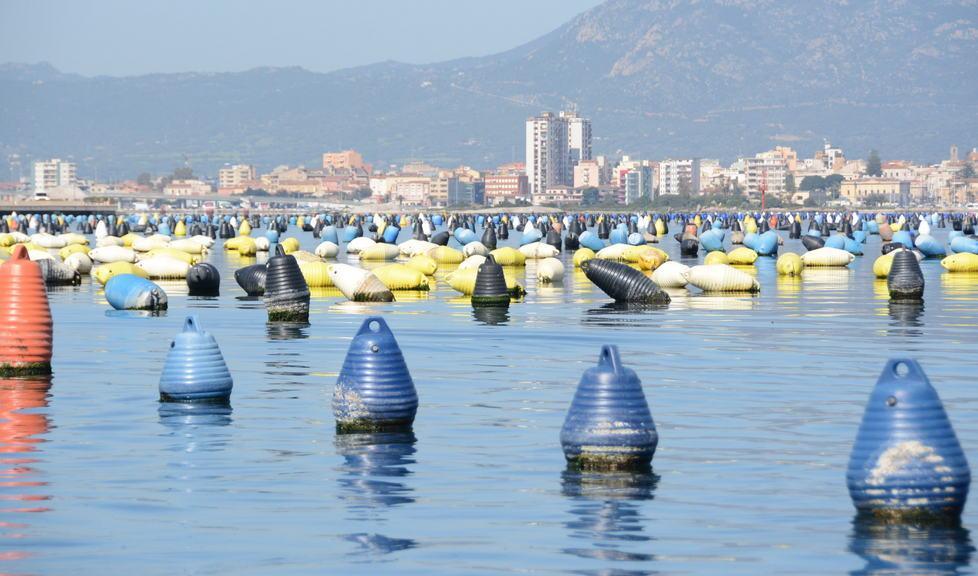 Conferenza di servizi venerdì in Regione per salvare le cozze 