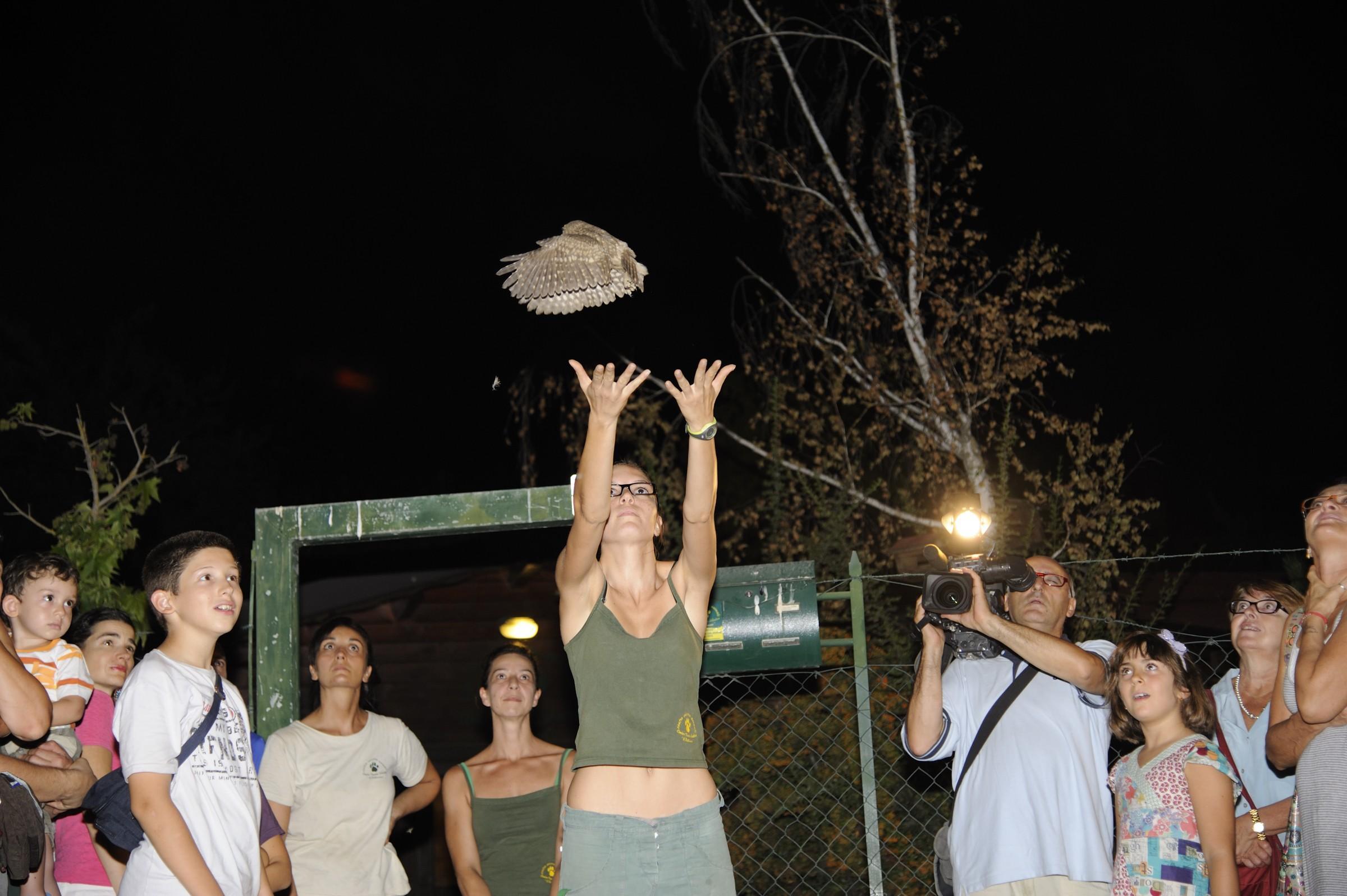 Un momento dlela liberazione delle civette al centro Il Pettirosso