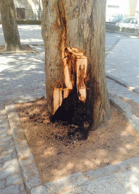 Incendiano un albero a Pitigliano