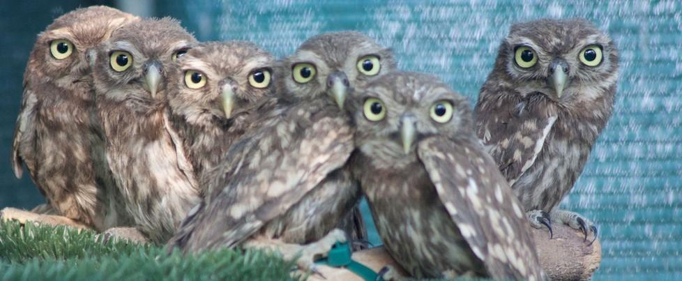 Stasera si liberano 50 civette curate