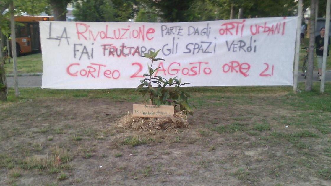 Il nespolo piantato in piazza Mazzini