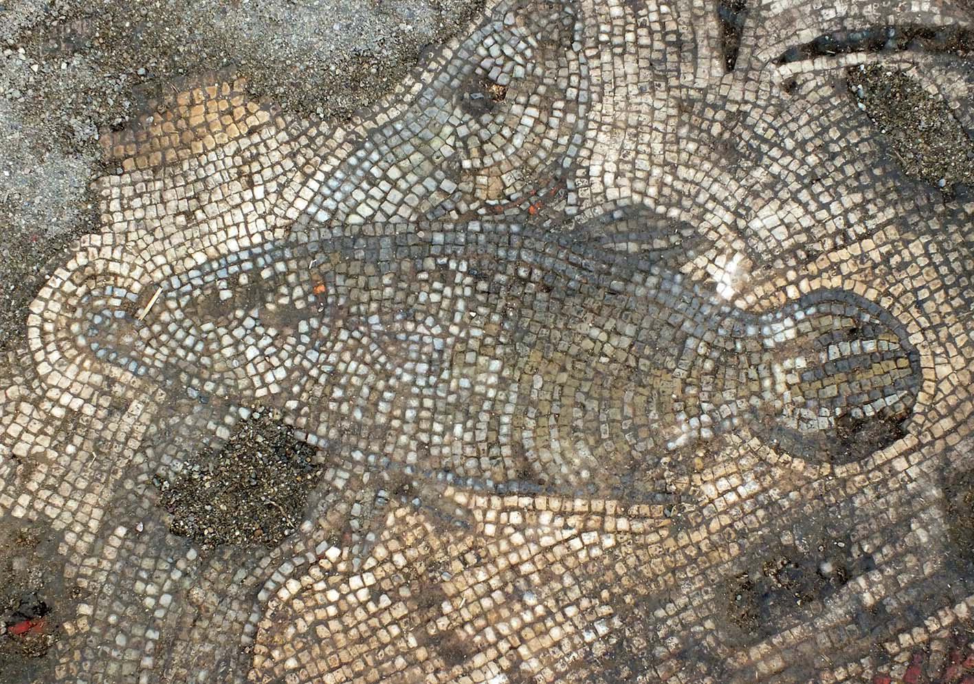 Dal mosaico di Vignale il particolare dei due pesci (foro PaBar)
