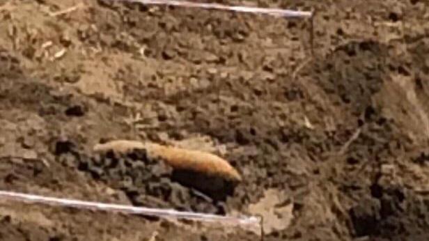 La bomba trovata durante gli scavi sull'Albegna