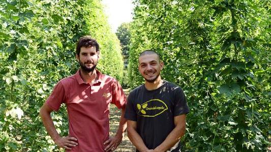 Prima coltivazione di luppolo in Italia made in Modena
