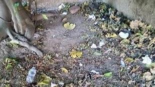 Spaccio di droga quotidiano nei giardini di via Curtatone