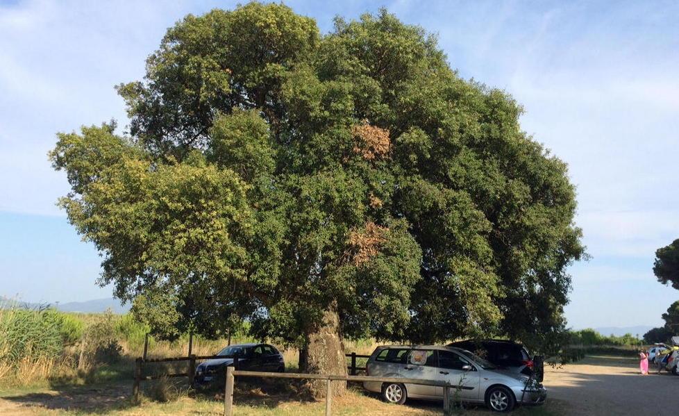 Sos per l’albero secolare affogato dalle auto 