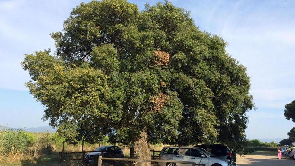 Sos per l’albero secolare affogato dalle auto