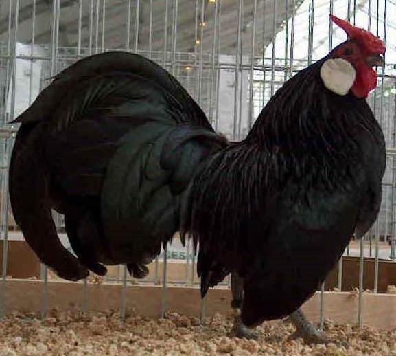 I galli canterini dividono il paese di Novellara 