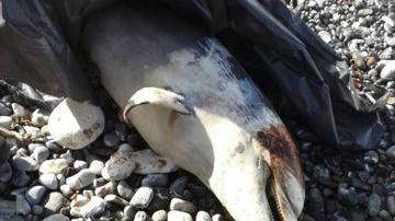 Delfino morto spiaggiato al Bagnoschiuma