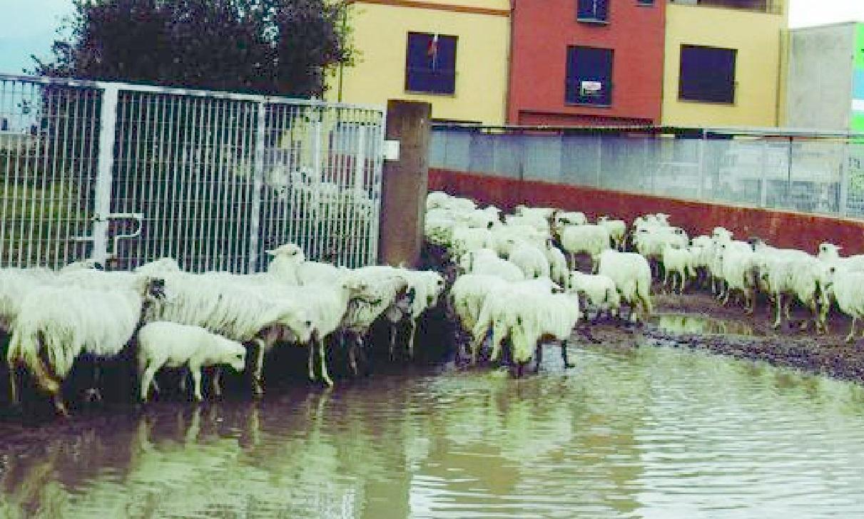Sedilo, 100 pecore intrappolate dalla piena del Tirso: salvate dai vigili del fuoco 