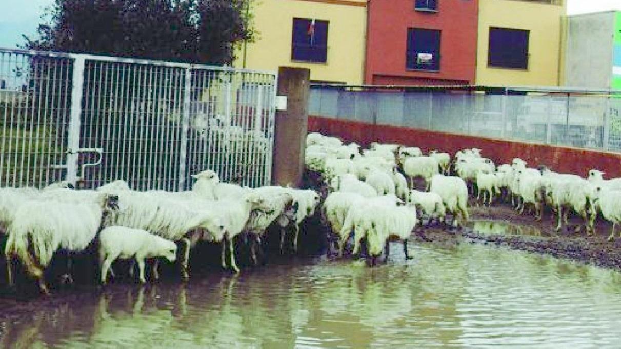 Sedilo, 100 pecore intrappolate dalla piena del Tirso: salvate dai vigili del fuoco 
