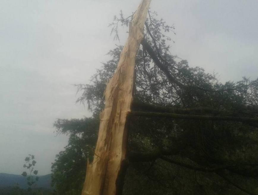 Ancora danni a piante e strade