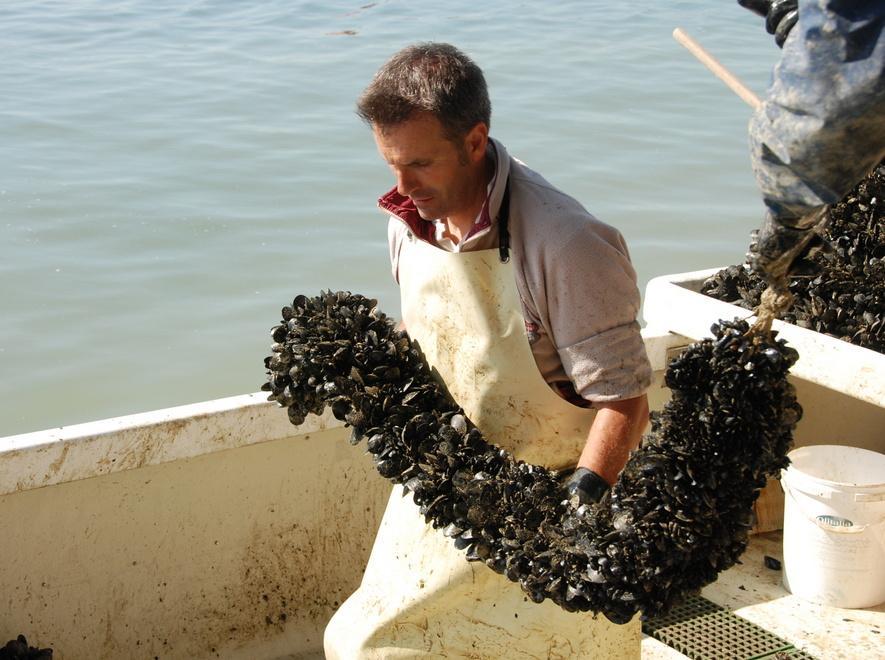 I mitilicoltori in ginocchio: un disastro come l’alluvione 