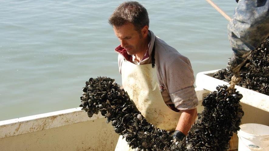 I mitilicoltori in ginocchio: un disastro come l’alluvione