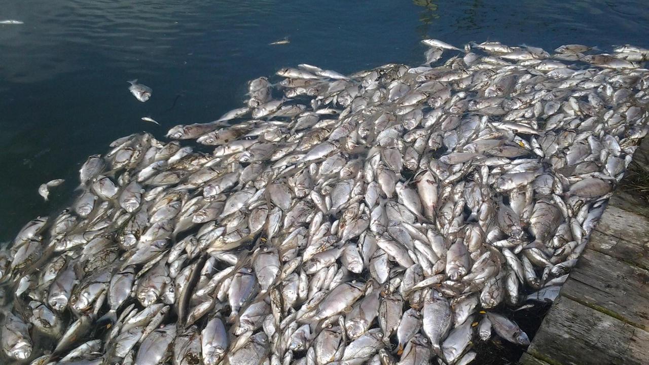 Il disastro nella laguna di Orbetello