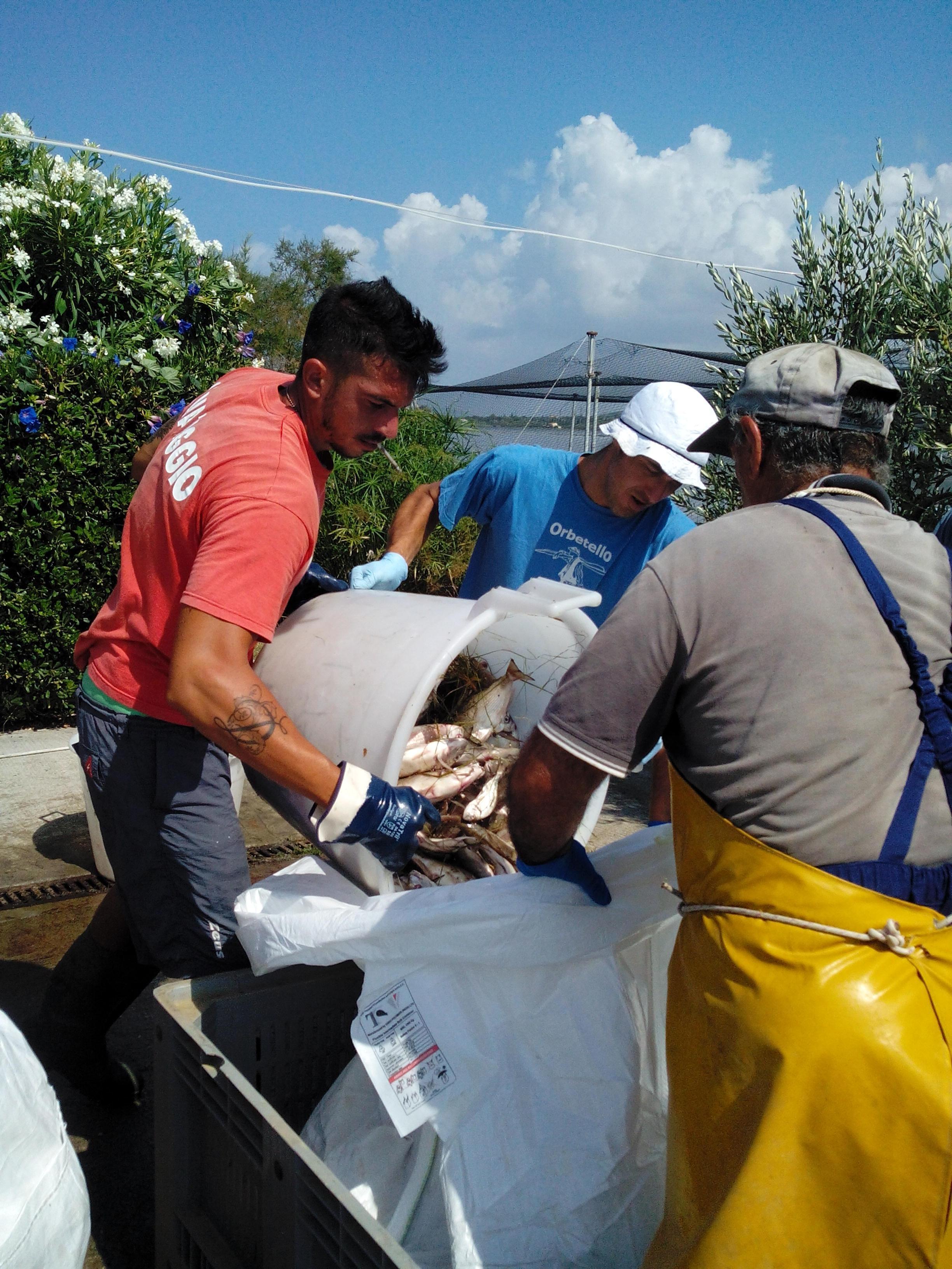 I pescatori raccolgono il pesce morto della laguna
