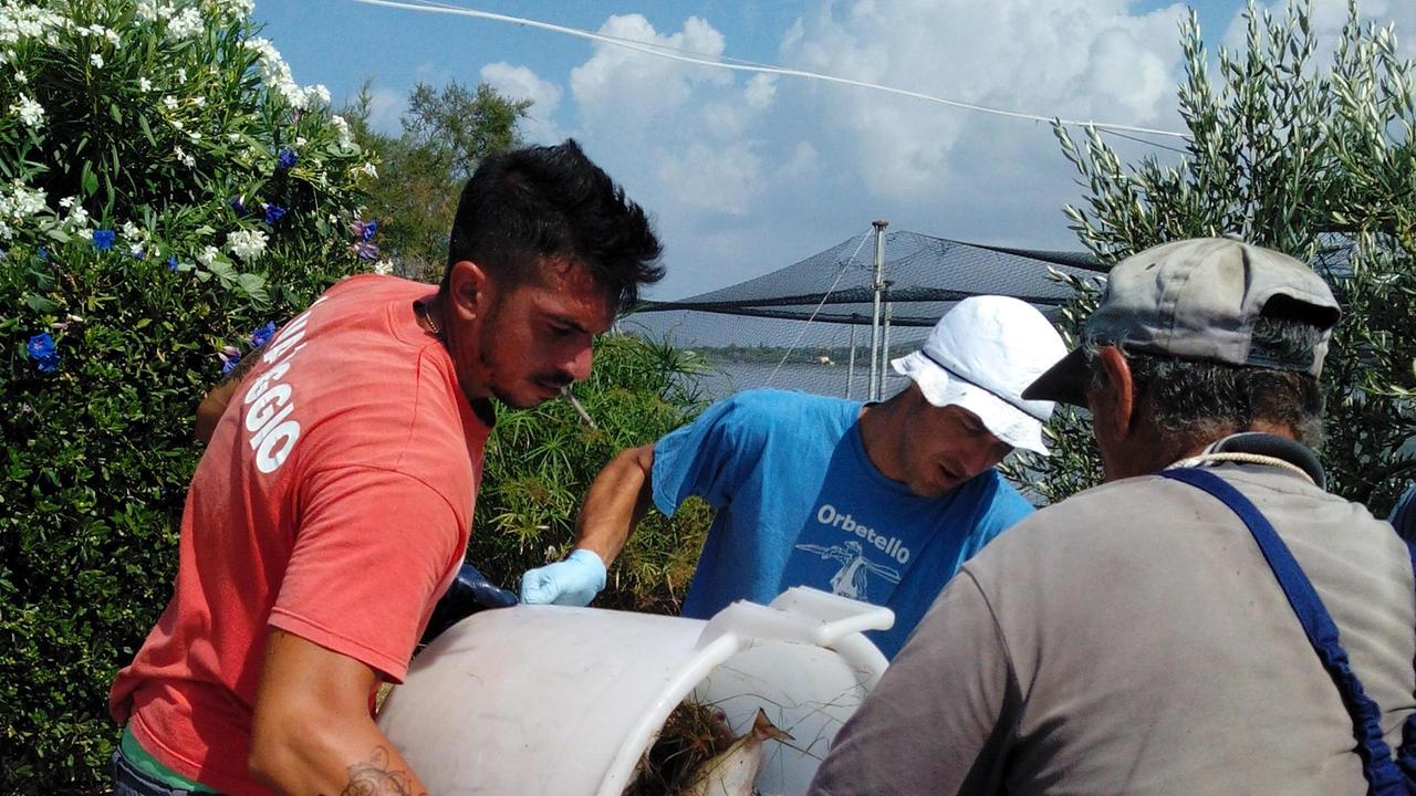 I pescatori raccolgono il pesce morto della laguna